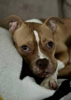 Rescue American Bulldog Dogs for Adoption in Sunderland, Maryland - May | PetCurious