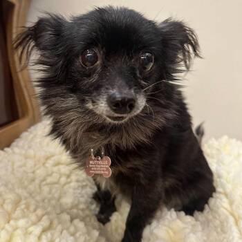 Ballet 14113 -  Chihuahua Dog for Adoption in San Francisco, California - Ballet 14113 | PetCurious