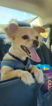 Rescue Pomeranian and Chihuahua Dogs for Adoption in Gloucester Point, Virginia - Pixie (D1988) | PetCurious