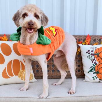 Fozzy -  Australian Shepherd and Labrador Retriever Dog for Adoption in Effingham, Illinois - Fozzy | PetCurious