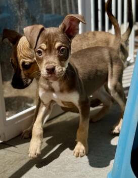 Pit Bull Terrier Dogs Available for Adoption in Hesperia, California - Dandy | PetCurious