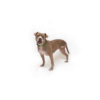 Pumpkin -  Mixed Breed Dog for Adoption in Los Angeles, California - Pumpkin | PetCurious