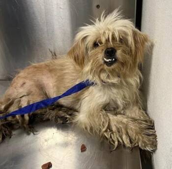 Pinky -  Terrier and Mixed Breed Dog for Adoption in Fresno, California - Pinky | PetCurious