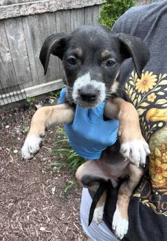 Mizuno -  Australian Shepherd and Australian Cattle Dog Blue Heeler Dog for Adoption in Bull Valley, Illinois - Mizuno | PetCurious