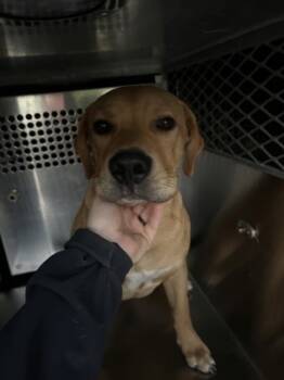 Rescue Retriever and Mixed Breed Dogs for Adoption in Fort Worth, Texas - 59693603 | PetCurious