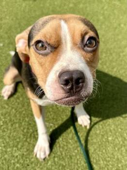 Fennekin -  Mixed Breed Dog for Adoption in Wichita, Kansas - Fennekin | PetCurious