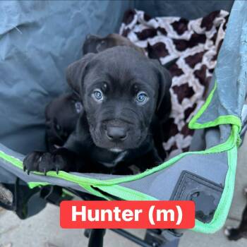 Cane Corso Dogs Available for Adoption - Hunter | PetCurious