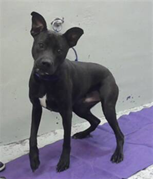 Staffordshire Bull Terrier and Mixed Breed Dogs Available for Adoption in Houston, Texas - KANE | PetCurious