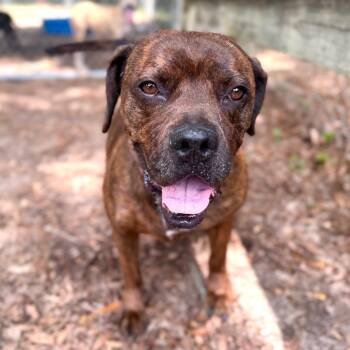 Duke -  Mixed Breed Dog for Adoption in Milton, Florida - Duke | PetCurious