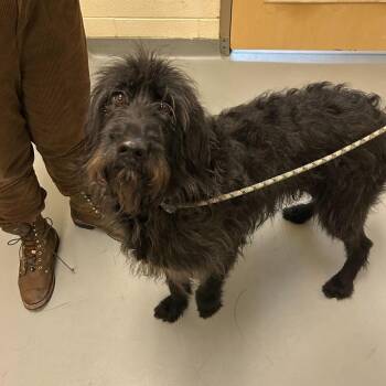 Mixed Breed Dogs Available for Adoption - Raven | PetCurious