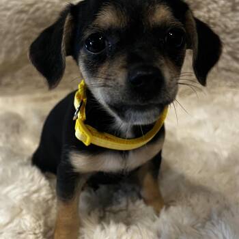Sebastian -  Chihuahua and Terrier Dog Available for Adoption in Martinez, California - Sebastian | PetCurious