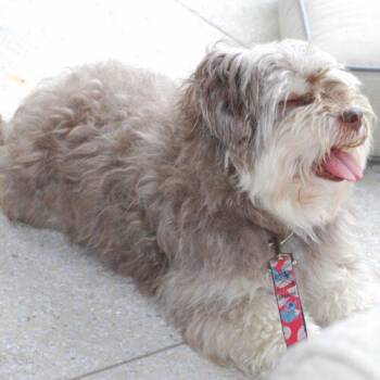 Simone -  Havanese and Mixed Breed Dog for Adoption in Hawkestone, Ontario - Simone | PetCurious