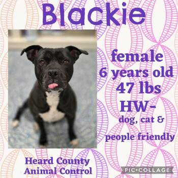 Mixed Breed Dogs Available for Adoption - Bella  | PetCurious