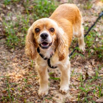 Birdie -  Cocker Spaniel and Mixed Breed Dog for Adoption in Hattiesburg, Mississippi - Birdie | PetCurious