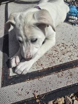 Labrador Retriever Dogs Available for Adoption - Jojo | PetCurious