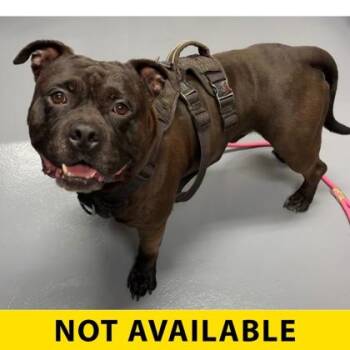 Breeze -  Mixed Breed Dog for Adoption in Eugene, Oregon - Breeze | PetCurious
