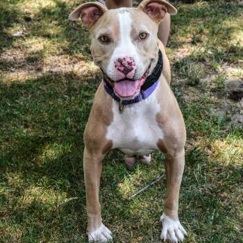 Rescue Mixed Breed Dogs for Adoption in Hampton Bays, New York - Natalie | PetCurious