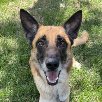 Logan -  German Shepherd Dog Dog for Adoption in Golden, Colorado - Logan | PetCurious