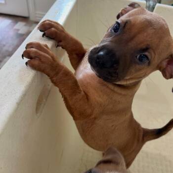 Boxer and Black Mouth Cur Dogs Available for Adoption in Houston, Texas - Kylie | PetCurious