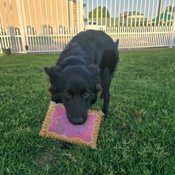 Clover -  German Shepherd Dog and Mixed Breed Dog for Adoption in Tulsa, Oklahoma - Clover | PetCurious