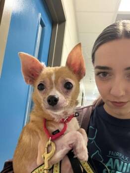 Mixed Breed Dogs Available for Adoption in Fairfax, Virginia - Bambi | PetCurious