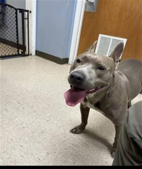 NOVA -  Pit Bull Terrier and Mixed Breed Dog for Adoption in Killeen, Texas - NOVA | PetCurious