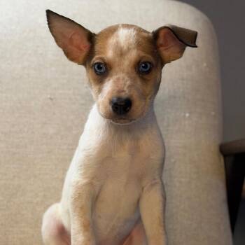 Terrier and Husky Dogs Available for Adoption - Lovey | PetCurious