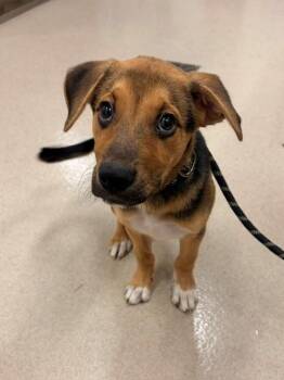 WALKER -  German Shepherd Dog and Mixed Breed Dog for Adoption in Baytown, Texas - WALKER | PetCurious