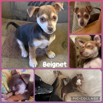 Chihuahua Dogs Available for Adoption in Orangevale, California - Beignet | PetCurious