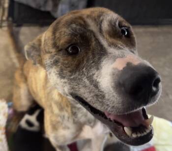 Rescue Pit Bull Terrier and Husky Dogs for Adoption in Erin, Tennessee - Dina | PetCurious