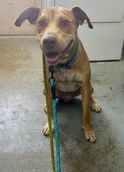 Bon Bon -  American Staffordshire Terrier Dog for Adoption in Chesterfield, South Carolina - Bon Bon | PetCurious