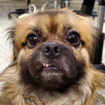 Pete -  Mixed Breed Dog Available for Adoption in Fairfax, Virginia - Pete | PetCurious