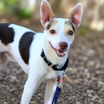 Snow -  Rat Terrier and Chihuahua Dog for Adoption in Boerne, Texas - Snow | PetCurious