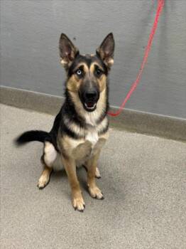 POLLY POCKET -  German Shepherd Dog and Mixed Breed Dog for Adoption in Las Vegas, Nevada - POLLY POCKET | PetCurious