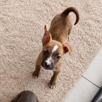 Cherry -  Pit Bull Terrier and Mixed Breed Dog for Adoption in Northville, Michigan - Cherry | PetCurious