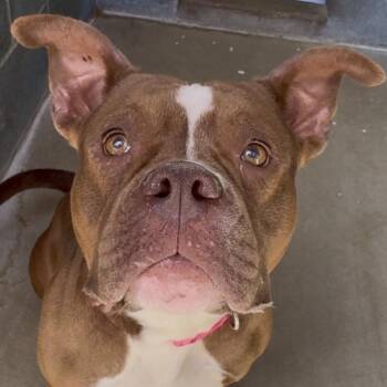 Staffordshire Bull Terrier Dogs Available for Adoption in Union, Missouri - Gremlin K2 | PetCurious