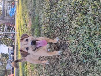 Rescue Wirehaired Terrier and Jack Russell Terrier Dogs for Adoption in Lakeland, Florida - Precious | PetCurious