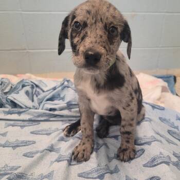 Catahoula Leopard Dog and Mixed Breed Dogs Available for Adoption - Poppy 0767 | PetCurious