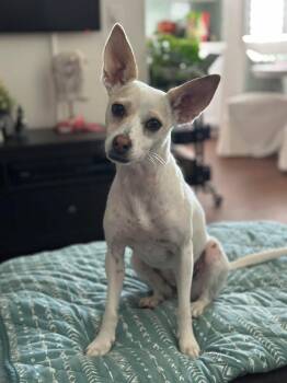 Kismet -  Chihuahua Dog for Adoption in San Diego, California - Kismet | PetCurious
