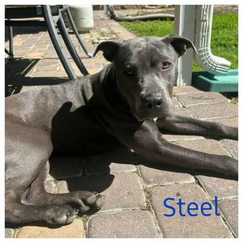 Rescue Pit Bull Terrier Dogs for Adoption in Madisonville, Louisiana - STEEL | PetCurious