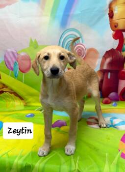 Akbash Dogs Available for Adoption - Zeytin | PetCurious