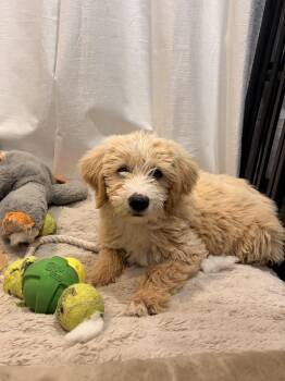 Goldendoodle Dogs Available for Adoption in Torrance, California - Waffles | PetCurious