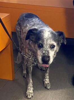 ODDIE -  Catahoula Leopard Dog and Mixed Breed Dog for Adoption in Rancho Cucamonga, California - ODDIE | PetCurious