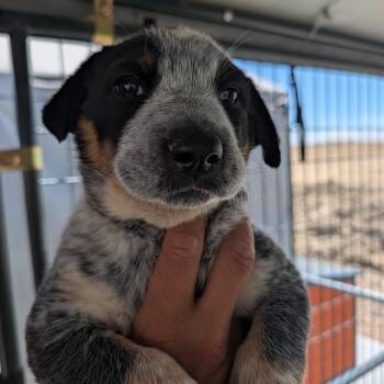 Lucy -  Australian Shepherd and Mixed Breed Dog for Adoption in Phoenix, Arizona - Lucy | PetCurious