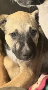 Rescue Hound Dogs for Adoption in Cibolo, Texas - Wakko | PetCurious