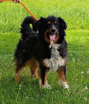 Australian Shepherd Dogs Available for Adoption in Maynardville, Tennessee - Art | PetCurious