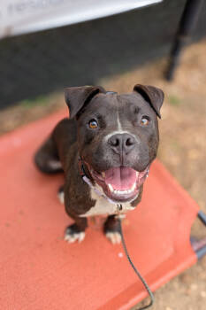 Rescue Mixed Breed Dogs for Adoption in Cincinnati, Ohio - Elliot Page | PetCurious