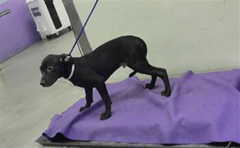 WALL-E -  English Coonhound and Mixed Breed Dog for Adoption in Houston, Texas - WALL-E | PetCurious