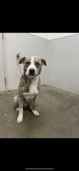 Rescue Staffordshire Bull Terrier and Mixed Breed Dogs for Adoption in Rosenberg, Texas - TIGER | PetCurious