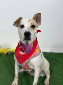 mojito-One of our Amazing Rescue Dogs -  Carolina Dog and Mixed Breed Dog for Adoption in Carlsbad, California - Mojito-One Of Our Amazing Rescue Dogs | PetCurious